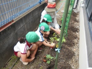 2025..5.29　野菜植え